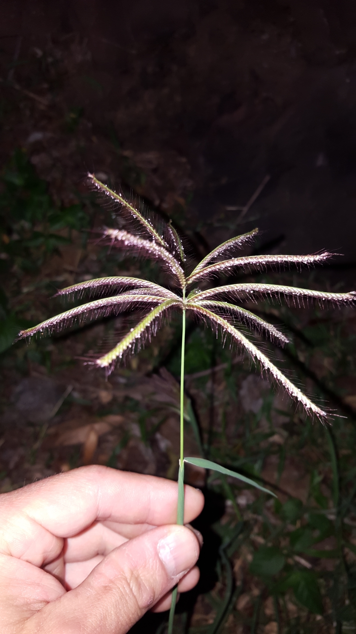 (c) François Rousseu, certains droits réservés (CC BY-NC) https://www.inaturalist.org/observations/82262901
