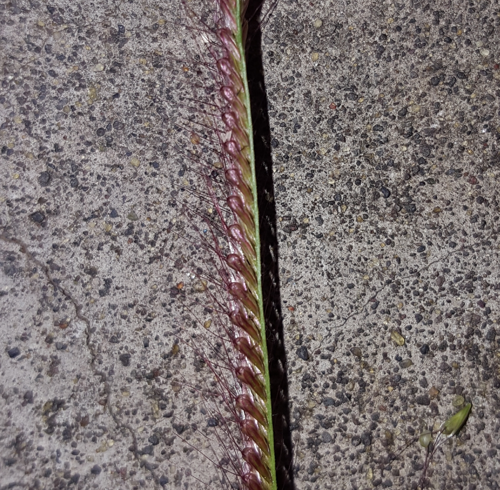 (c) François Rousseu, certains droits réservés (CC BY-NC) https://www.inaturalist.org/observations/82262901