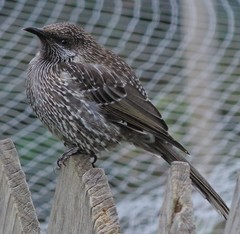 Anthochaera chrysoptera chrysoptera