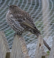 Anthochaera chrysoptera chrysoptera