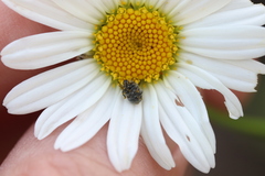 Cleopomiarus graminis