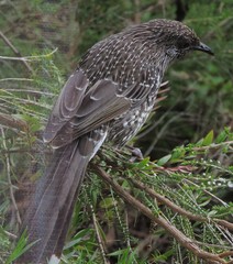 Anthochaera chrysoptera chrysoptera