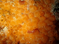 Stolonica socialis