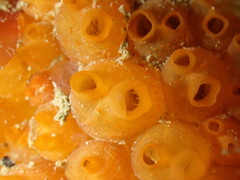 Stolonica socialis