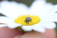 Cleopomiarus graminis