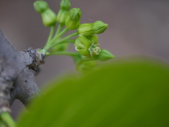 Meyna laxiflora