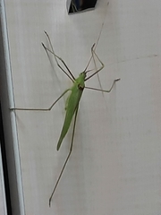 Acrometopa macropoda