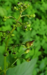 Scrophularia nodosa
