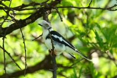 Prionops poliolophus
