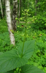 Scrophularia nodosa