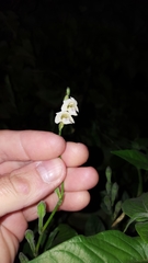 Asystasia intrusa image