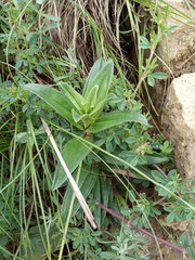 Gentiana cruciata