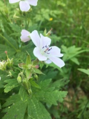 Geranium sylvaticum