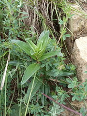 Gentiana cruciata