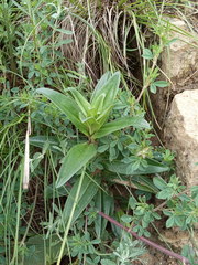 Gentiana cruciata
