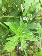Geranium sylvaticum