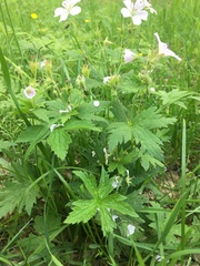 Geranium sylvaticum