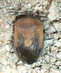 Coridius viduatus