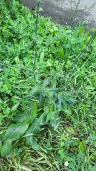 Cichorium intybus