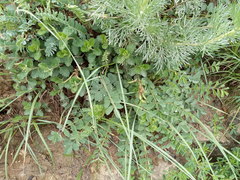 Scutellaria caucasica