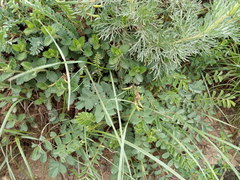 Scutellaria caucasica