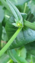 Cichorium intybus
