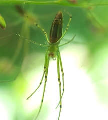 Leucauge undulata