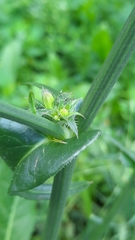 Cichorium intybus