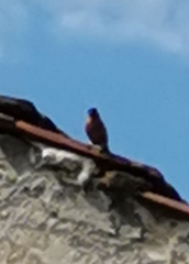 Fringilla coelebs coelebs