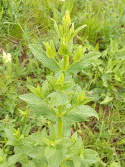 Nepeta nuda