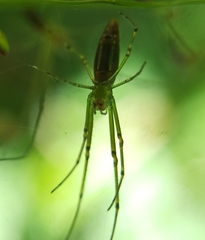 Leucauge undulata