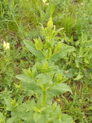 Nepeta nuda