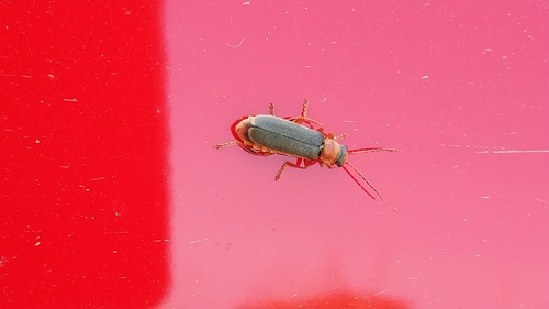 Cantharis lateralis, Borgharen, 6223 Maastricht, Nederland, photo 5 of 10