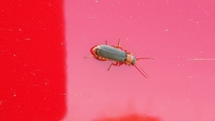 Cantharis lateralis