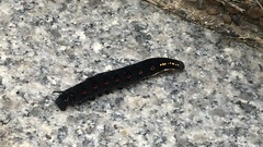 Theretra oldenlandiae