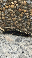 Theretra oldenlandiae