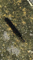 Theretra oldenlandiae