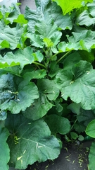 Arctium tomentosum