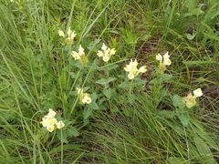 Scutellaria caucasica