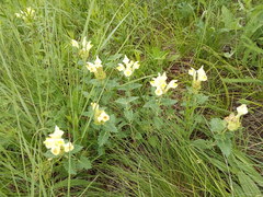 Scutellaria caucasica