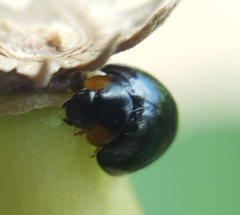 Exochomus laeviusculus