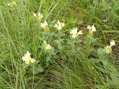 Scutellaria caucasica