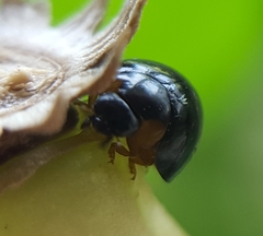 Exochomus laeviusculus