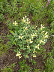 Scutellaria caucasica