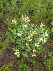 Scutellaria caucasica