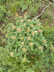 Scutellaria caucasica