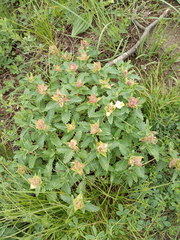 Scutellaria caucasica