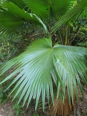 Saribus rotundifolius