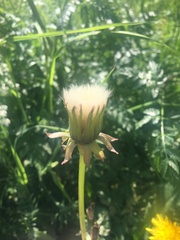 Taraxacum officinale