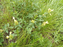 Scutellaria caucasica